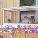 티오펫