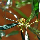 올리브나무 꽃 이미지