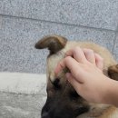 경복궁개성손만두애기봉점 이미지