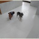 미키애견 이미지