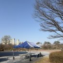안산천 | 2026 안산 호수공원 벚꽃 매년 보러가는 이유와 4월 초 방문 후기