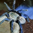 코발트블루 이미지