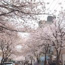 명당길 | 합정 벚꽃길 가는법,벚꽃 카페 명당 커피랩스로스터리 후기 (지금 만개)