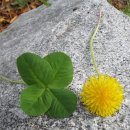 시월 호두 이미지