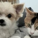 수제천국 이미지