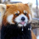 빨간너구리