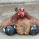 이심전심 이미지