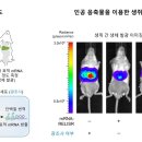 릴리저 뉴스1
