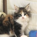 그루밍캐터리 이미지