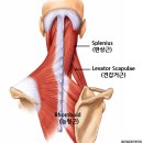 견갑거근 트리거포인트 치료 목과 어깨 사이 통증을 만드는 근육!!! 이미지
