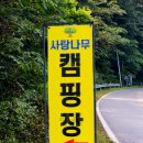 사랑나무 캠핑장 티스토리