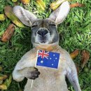 중동의약품(주) | 혼자 떠난 시드니 여행 (1) 🐨🇦🇺🦘