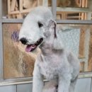 개미애견미용실 이미지