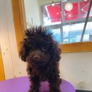 강아지는 미용빨 이미지