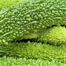 여주-1050 이미지