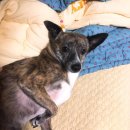 Paxi(팩시) | 시루, 나의 반려견/신혼집에 데려오기까지/함께하는 생활