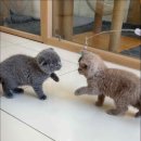 캣스토리 고양이분양 일산본점 이미지