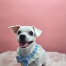 그루머공간 이미지