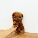 퍼피슈가 이미지