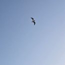 보성닭집 이미지