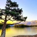 고목나무 이미지