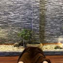 베트남 나트랑 여행기 3일차 | 삼시네끼(보마리조트 조식, 촌촌킴, 반미판, 브이프룻, 세일링클럽)