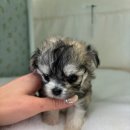 개린이집 강아지분양 고양이분양 전주본점 | 전주강아지무료분양 알아보다가 우리 가족이 생겼어요 🐶