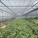 광일농원 이미지