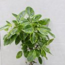 이지스한의원 이미지