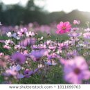 민국 행정사 이미지