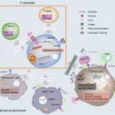 면역세포의 노화. 2023년 nature review 이미지