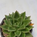 다미농장 이미지