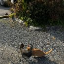 서울청계숲유치원 | 포천캠핑장 • 청계호수 자작나무 숲 캠핑장 • 스파카라반 후기🏕️