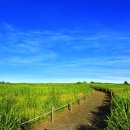 하늘공원 이미지