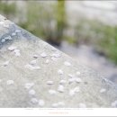 봄날-산책 이미지