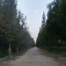 중앙로 메타세콰이아길 이미지