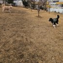 제일 유치원 | 분당에서 분리불안 상담 제일 많이 들어오는 이유, 분당 강아지유치원 라드독 켄넬 교육 후기