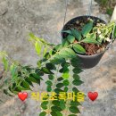 호야루 이미지