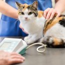 기계동물병원 이미지