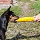 옥수수 동물병원 이미지