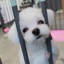 뽀송 펫 살롱 이미지