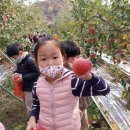 사과따기 체험 🍎 이미지