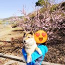 이비가짬뽕서천점