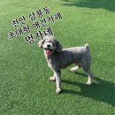 멍자네 | [천안] 초대형 마당이 있는 천안애견카페 멍자네 후기