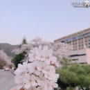 지에스25 농성상록점 | 전부 다녀왔어요 ( ˇ͈ᵕˇ͈ ) / 광주천 벚꽃길 / 상록회관 벚꽃 축제 / 송산유원지 / 송정도서관 / 양산...