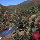 우경농원 이미지