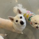 멍데이 살롱 네이버블로그