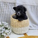 펫앤펫 인천점 강아지분양의 모든것 이미지