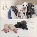 보성이탈리안그레이하운드 2 | 이탈리안그레이하운드 전문가정켄넬 분양