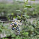 지난해 3월 정식, 첫 수확 시설하우스와 노지 비교 이미지